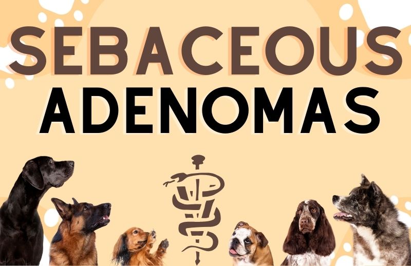 Sebaceous Adenoma Treatment Archives Dog Bar Charlotte